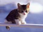 Les petits chatons
